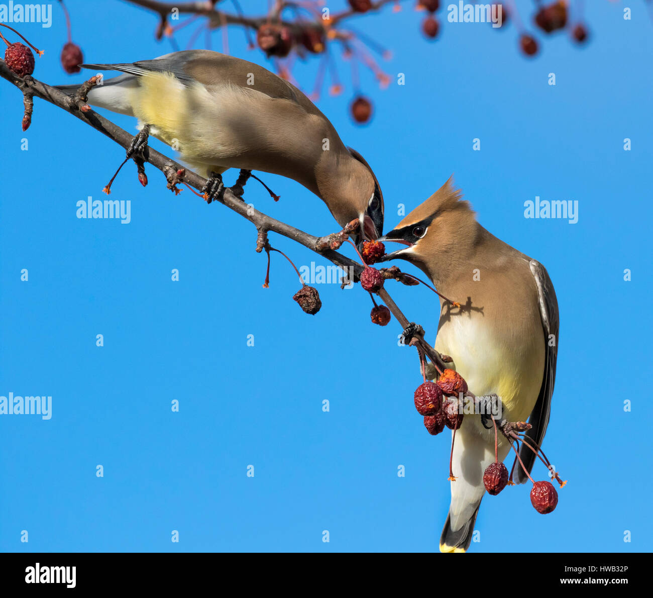 Il Cedar waxwings (Bombycilla cedrorum) alimentazione su crabapples, Ames, Iowa, USA. Foto Stock