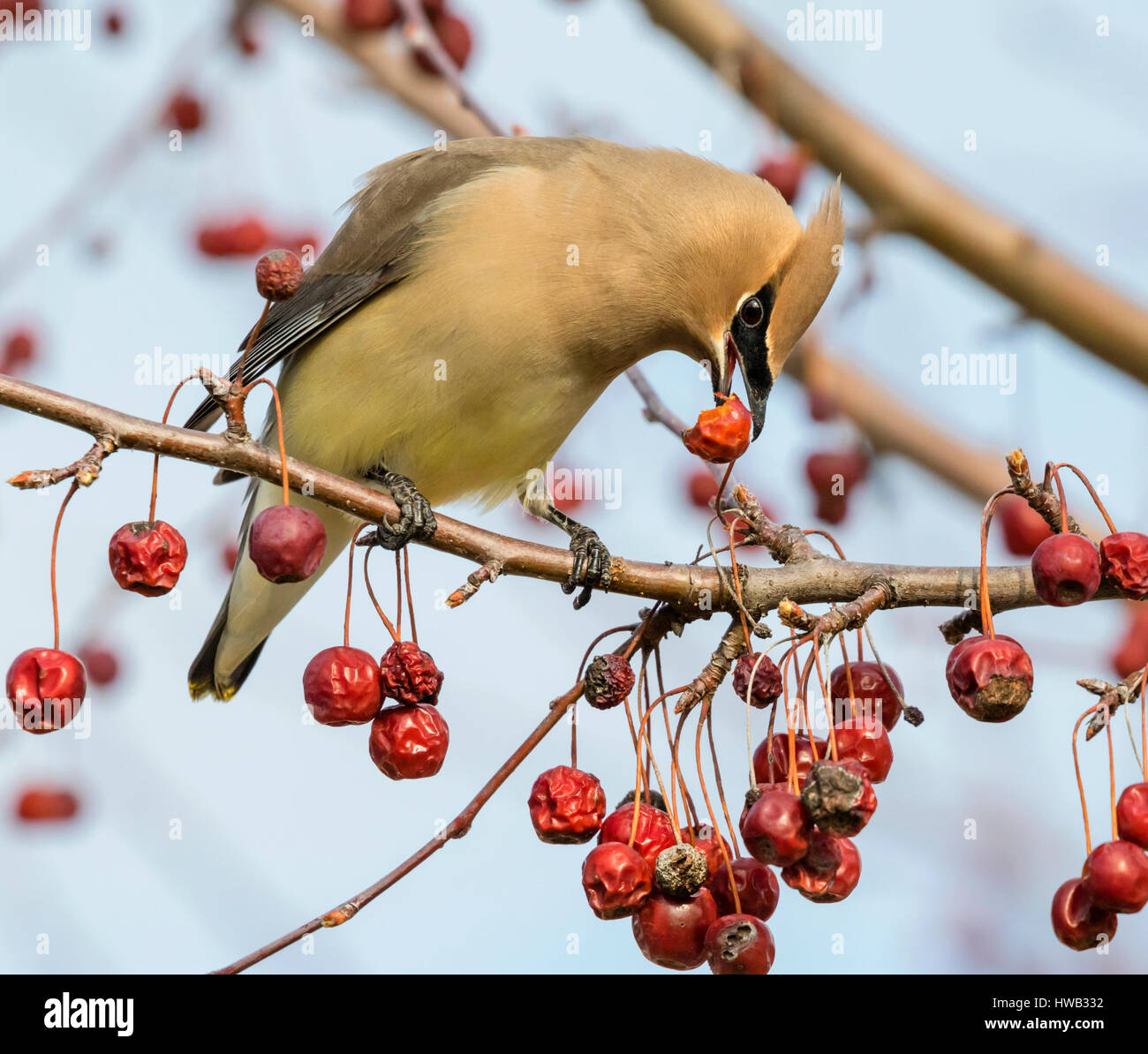 Il Cedar waxwing (Bombycilla cedrorum) alimentazione su crabapples, Ames, Iowa, USA. Foto Stock