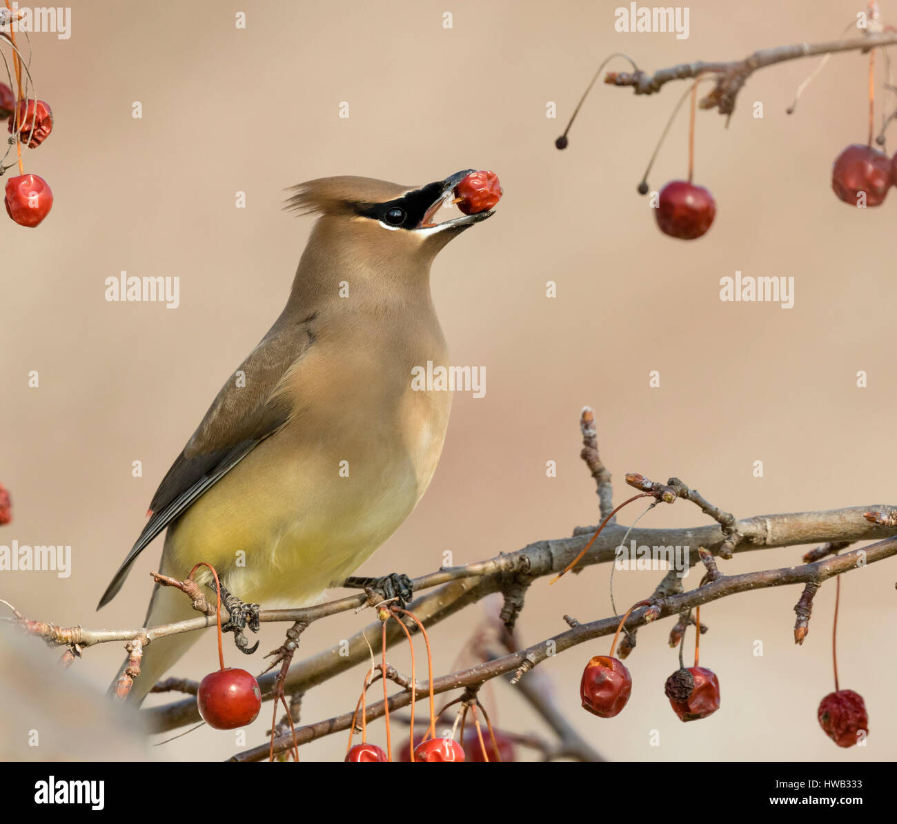 Il Cedar waxwing (Bombycilla cedrorum) alimentazione su crabapples, Ames, Iowa, USA. Foto Stock