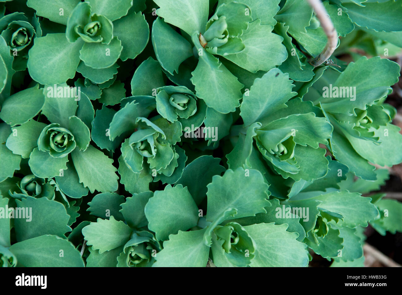 Sfondo floreale di verde le piante succulente close up Foto Stock