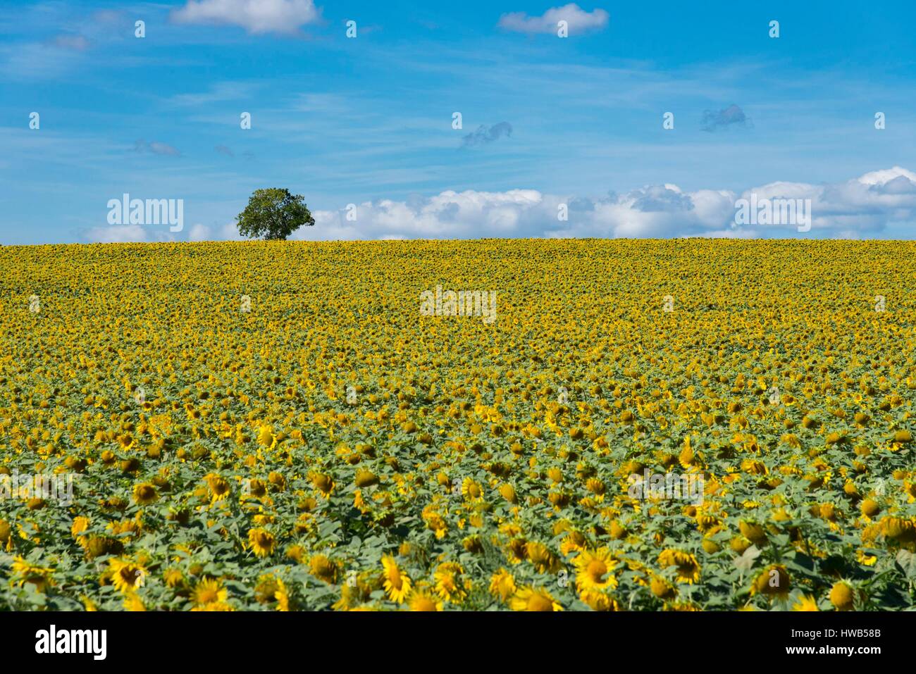 Francia, Allier, Ebreuil, campo di semi di girasole Foto Stock