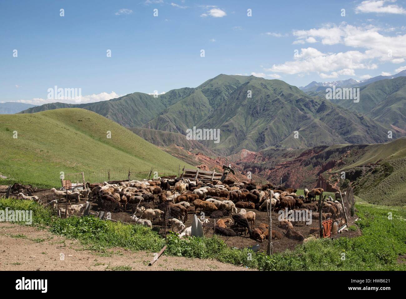 In Kirghizistan, Provincia di Naryn, viaggio turistico e trekking di montagna, allevamento ovino Foto Stock