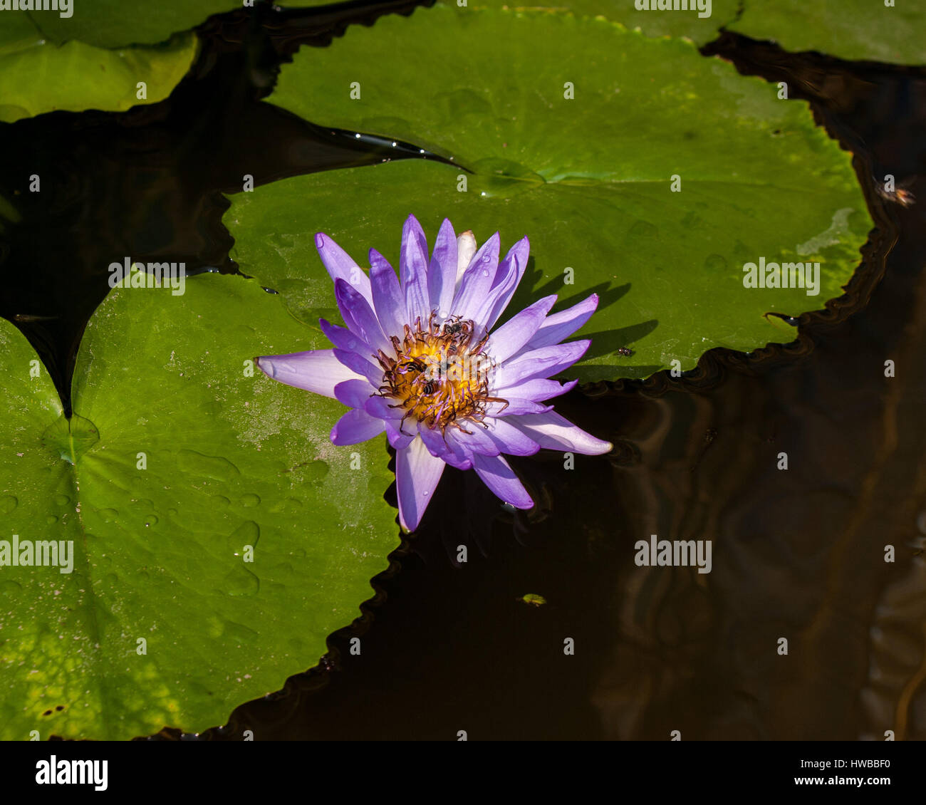 Bangkok, Tailandia. Xiv Nov, 2006. Api impollinare un fiore di loto acqua Lilly in una piscina al Grand Palace complesso in Bangkok, Tailandia. La Tailandia è diventata una destinazione turistica preferita. Credito: Arnold Drapkin/ZUMA filo/Alamy Live News Foto Stock