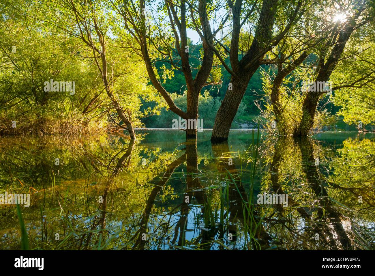 Sole stagione autunnale nella foresta sul lago riflessi scenario mattutino alberi immersi calore sognante riflessione riflettente Foto Stock