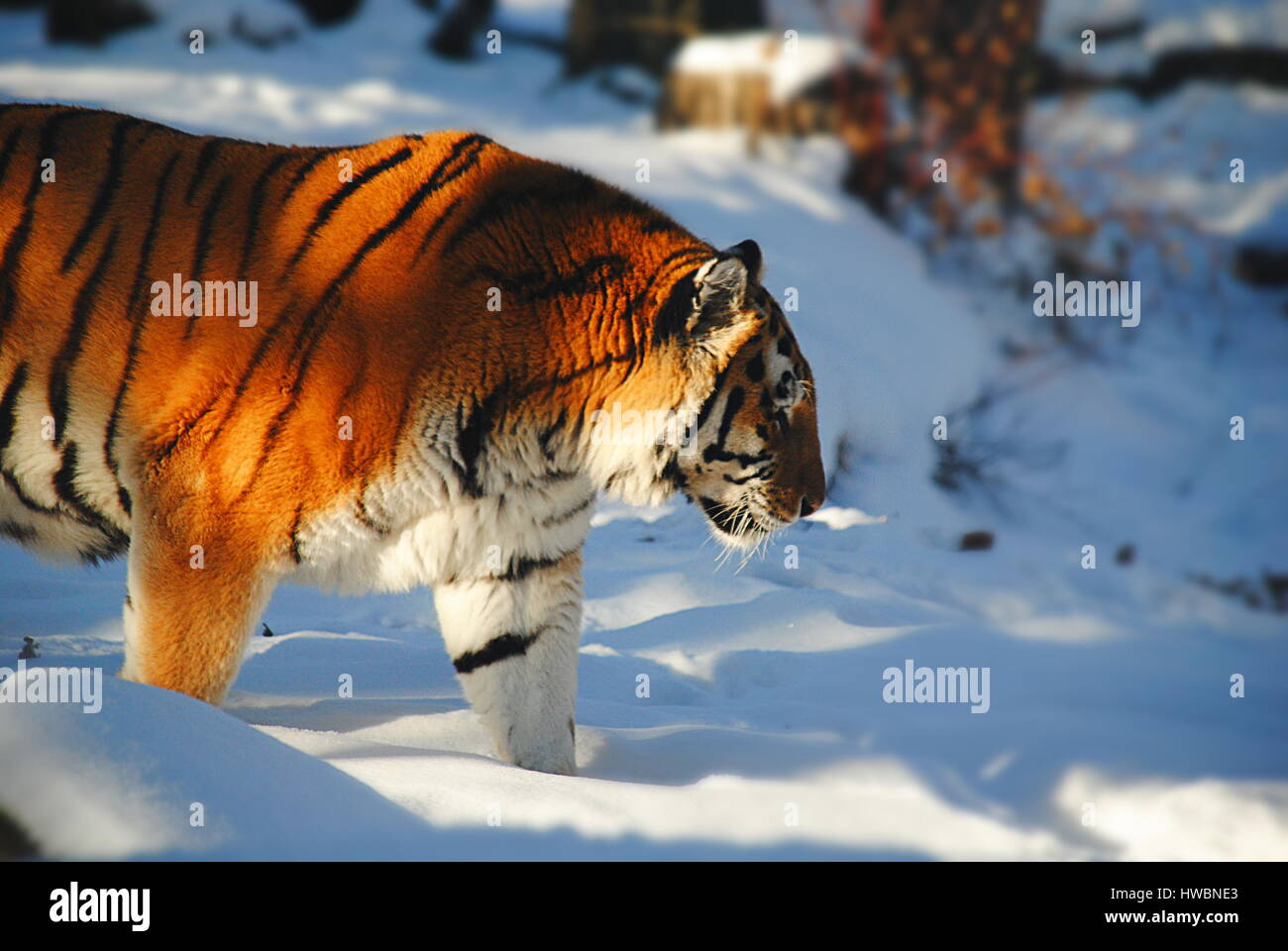 Tigre di amur nella neve (zoo di Calgary, Canada) Foto Stock