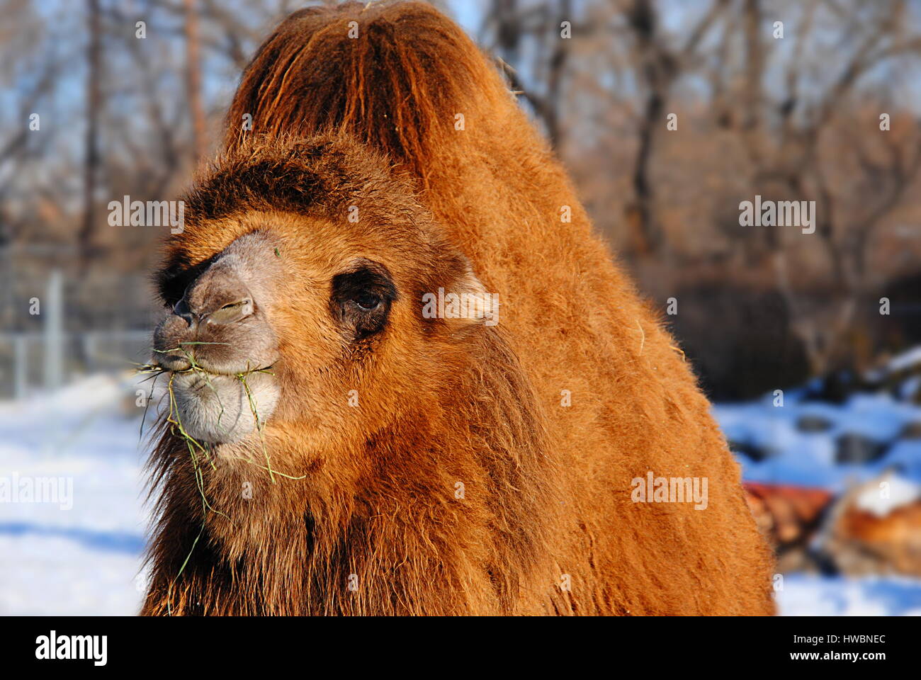 Bactrian camel eating in lo zoo di Calgary, Canada Foto Stock