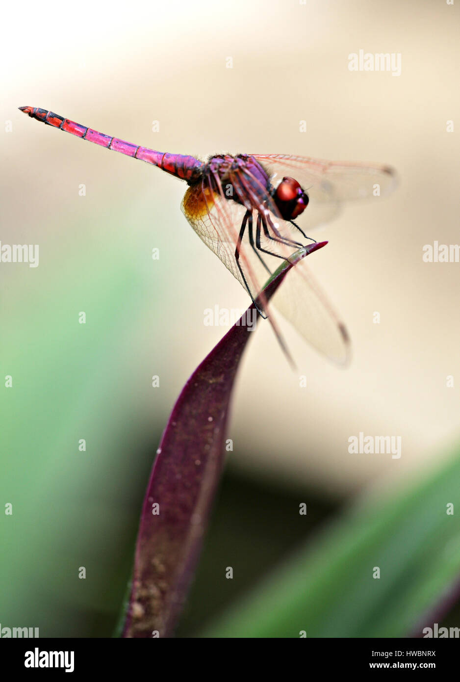 Volo drago rosso ( Neuroptera). Dragonfly appollaiato su una foglia. Kenya, Africa orientale. Fotografia a cornice completa, primo piano/macro. Sfondo pastello. Foto Stock