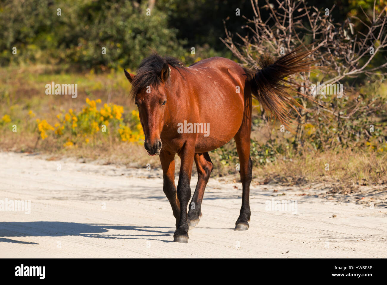 Wild Horse (Equus feral) in Currituck National Wildlife Reserve, NC, Stati Uniti d'America Foto Stock