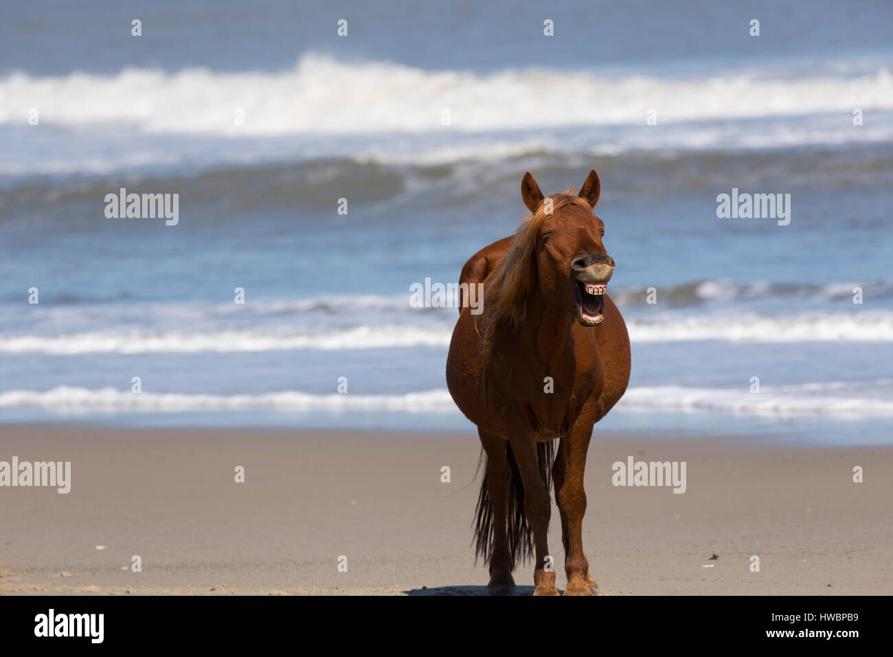 Wild Horse (Equus feral) visualizzare i suoi denti sulla spiaggia di Currituck National Wildlife Reserve, NC, Stati Uniti d'America Foto Stock