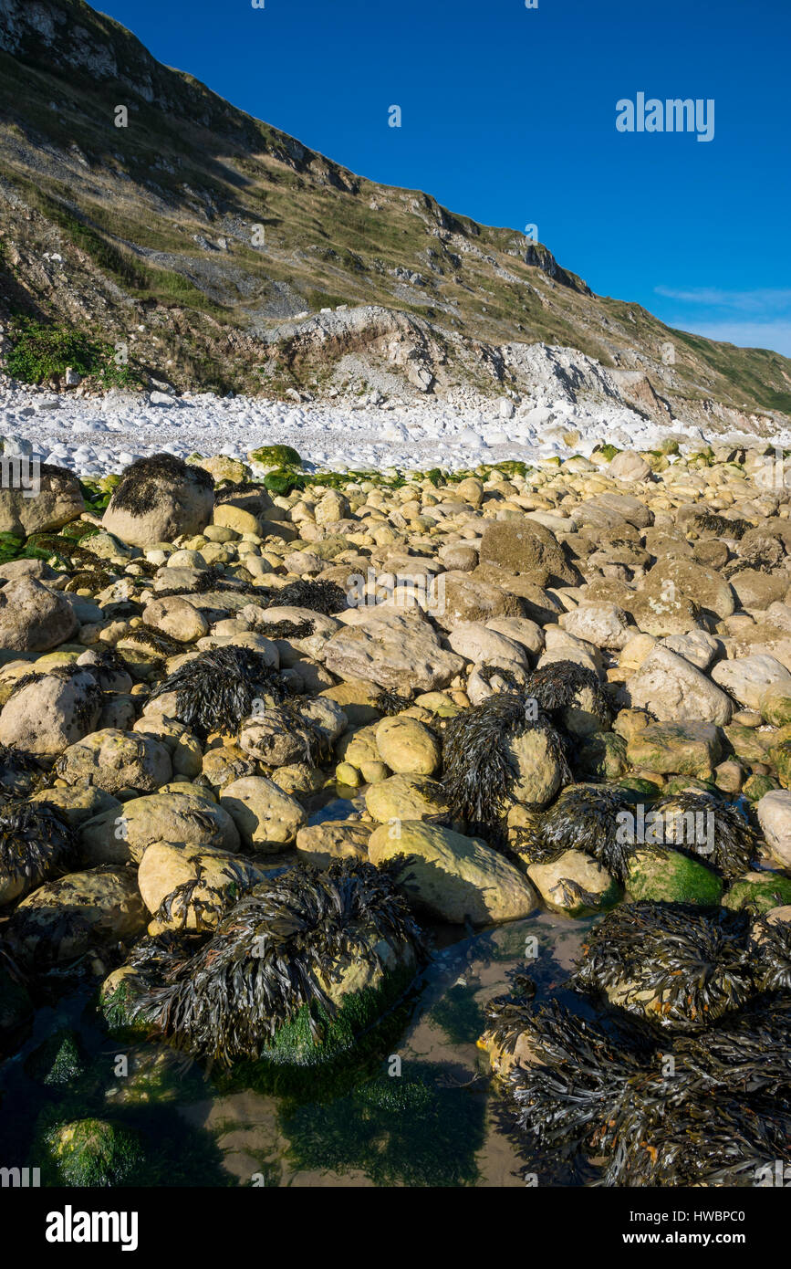 Le alghe coperto chalk rocce all'estremità sud della baia a Filey. Un drammatico North Yorkshire costa. Foto Stock