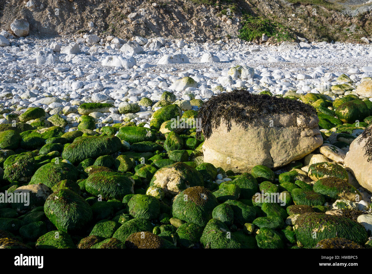 Le alghe coperto chalk rocce all'estremità sud della baia a Filey. Un drammatico North Yorkshire costa. Foto Stock