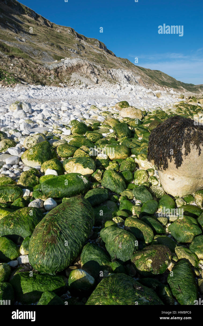 Le alghe coperto chalk rocce all'estremità sud della baia a Filey. Un drammatico North Yorkshire costa. Foto Stock