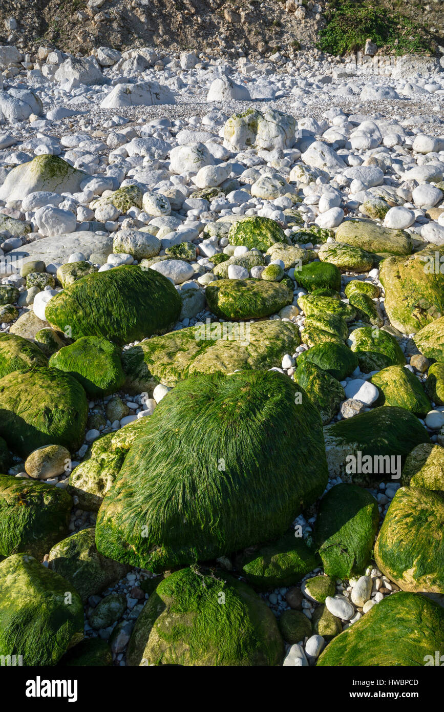 Le alghe coperto chalk rocce all'estremità sud della baia a Filey. Un drammatico North Yorkshire costa. Foto Stock