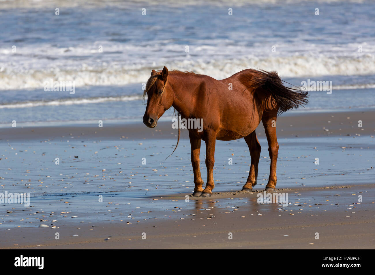 Wild Horse (Equus feral) sulla spiaggia di Currituck National Wildlife Reserve, NC, Stati Uniti d'America Foto Stock