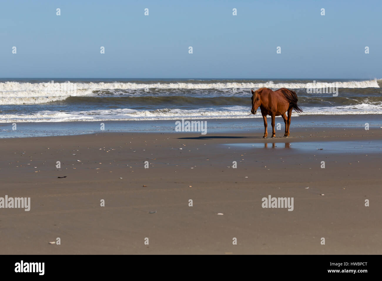 Wild Horse (Equus feral) sulla spiaggia di Currituck National Wildlife Reserve, NC, Stati Uniti d'America Foto Stock