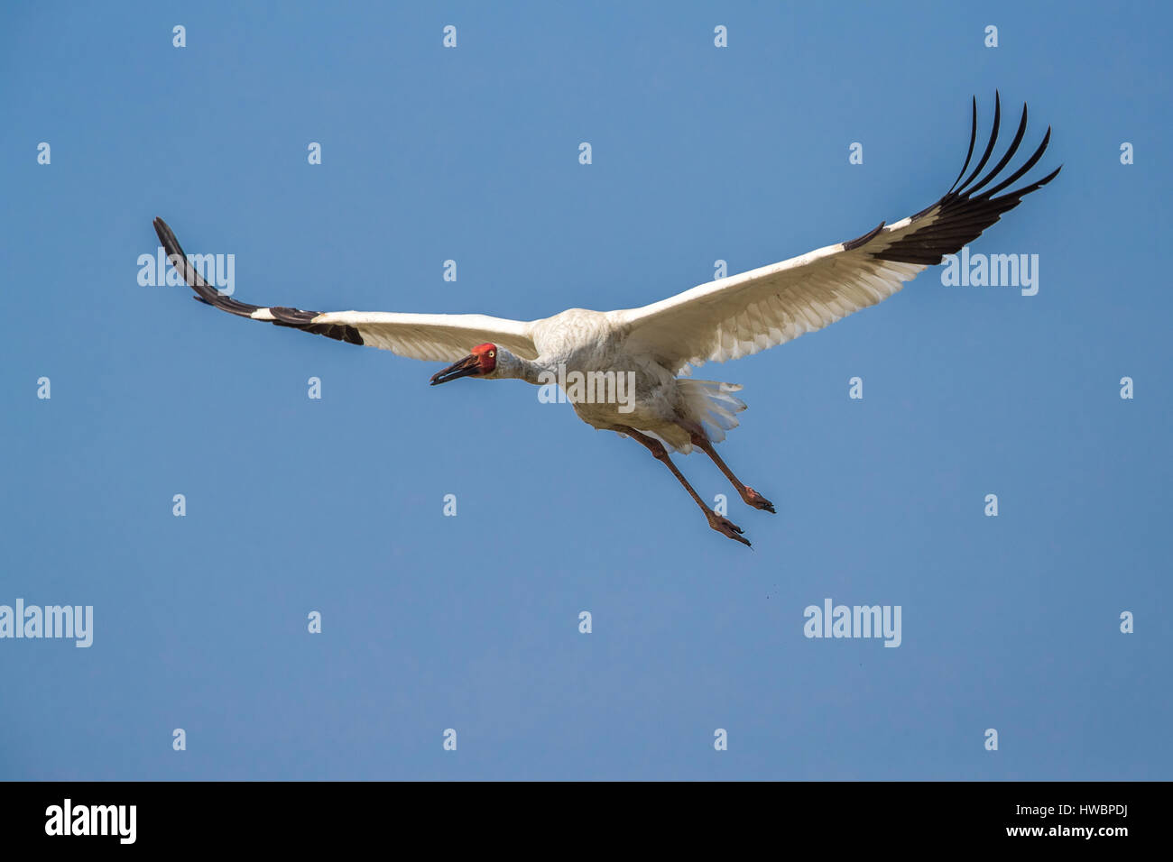 Gru siberiana (Grus leucogeranus) in volo Foto Stock