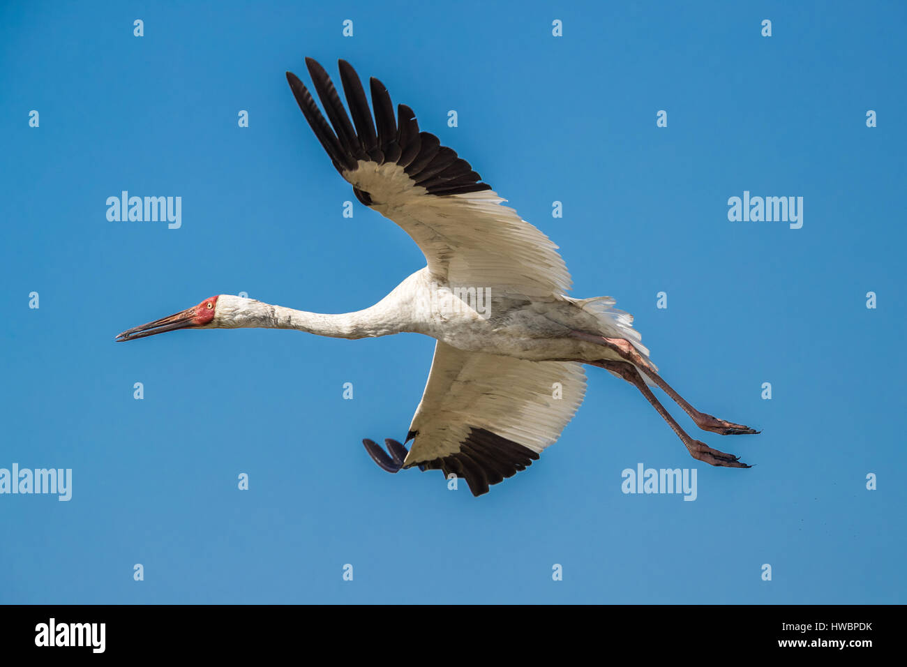 Gru siberiana (Grus leucogeranus) in volo Foto Stock