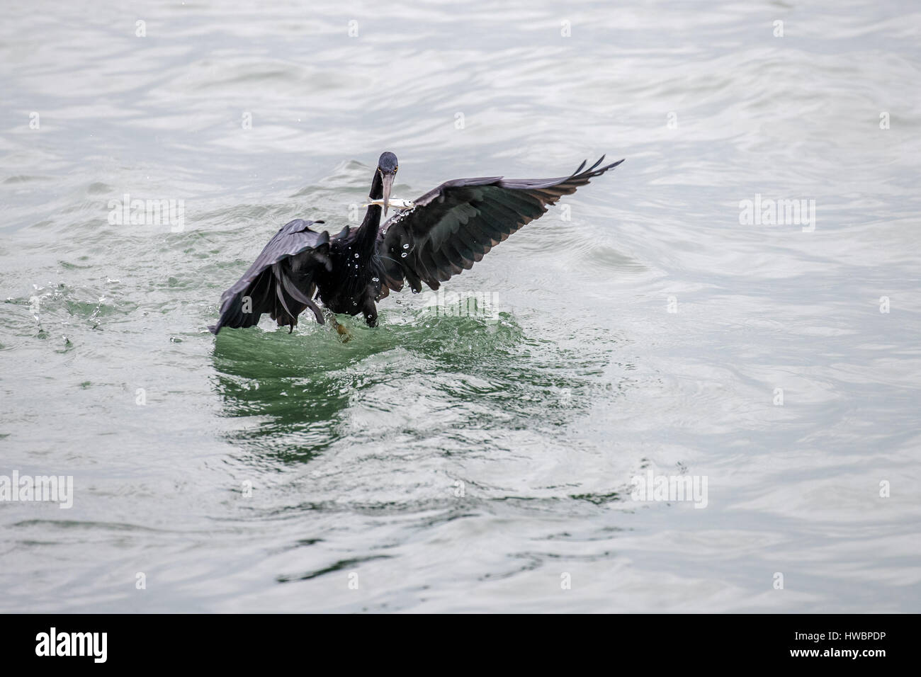 Pacific Reef Heron la cattura di pesce Foto Stock