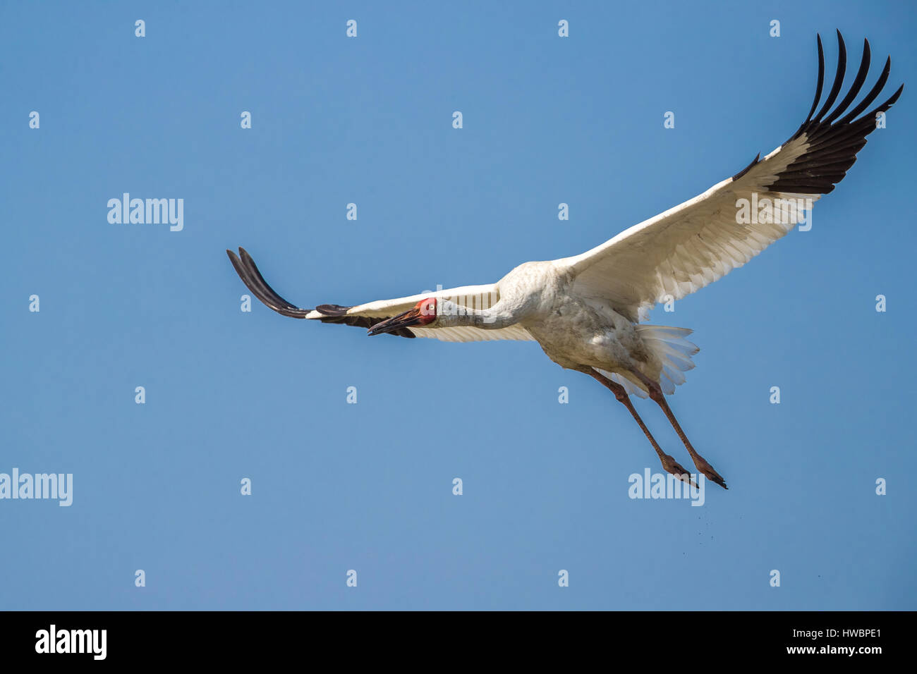 Gru siberiana (Grus leucogeranus) in volo Foto Stock