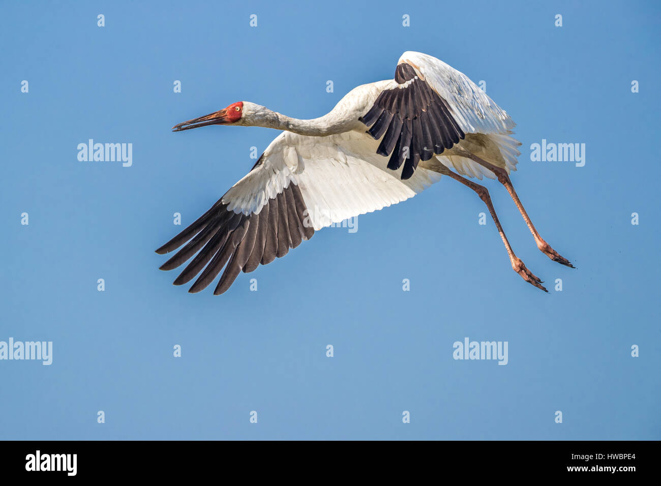 Gru siberiana (Grus leucogeranus) in volo Foto Stock