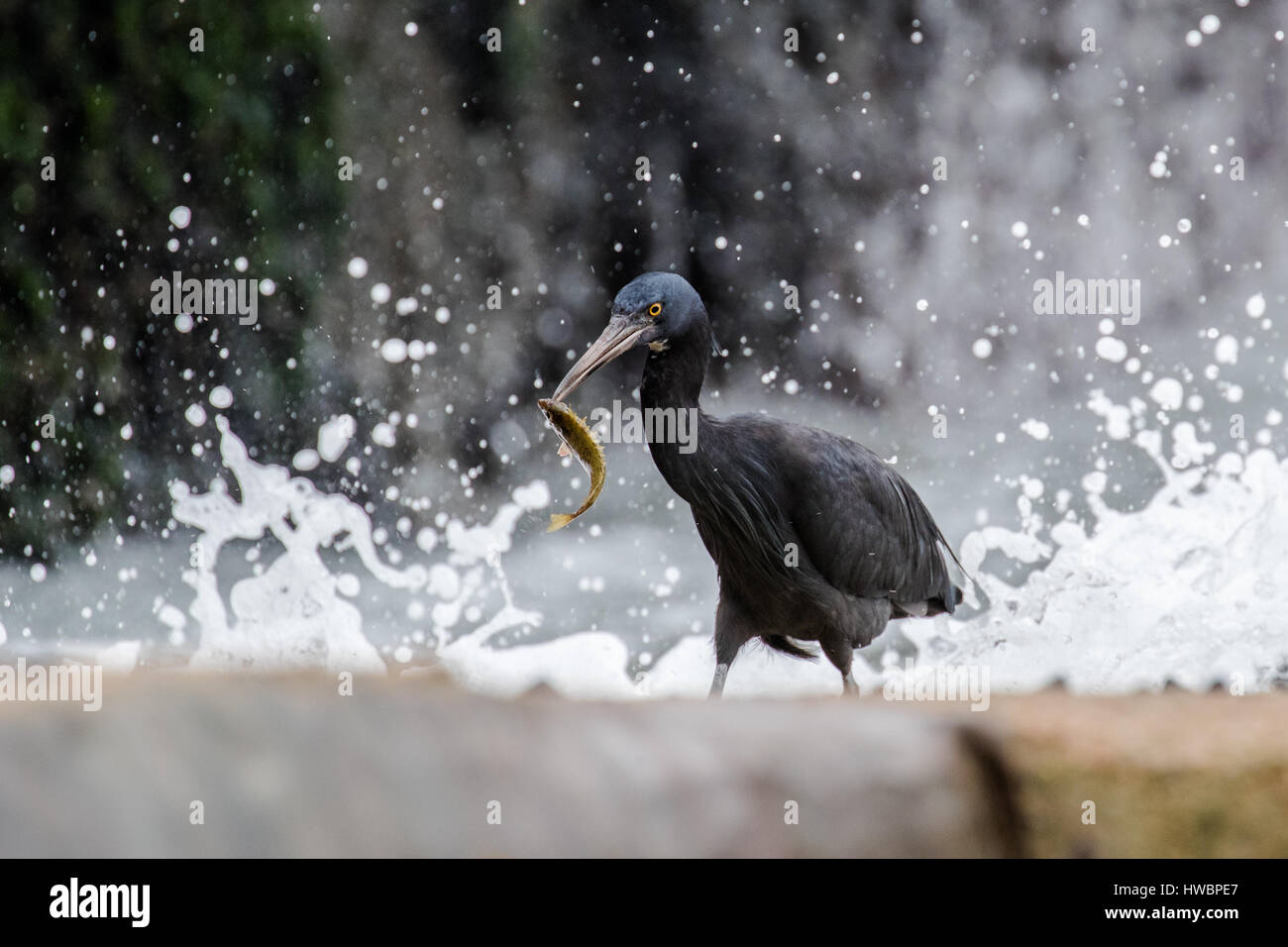 Reef garzetta catturato un viscido spinefoot Foto Stock
