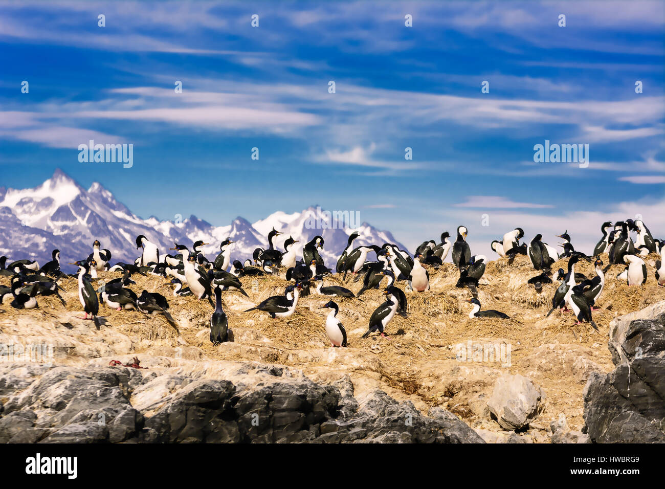 Cormorani sull isola sul canale di Beagle Foto Stock