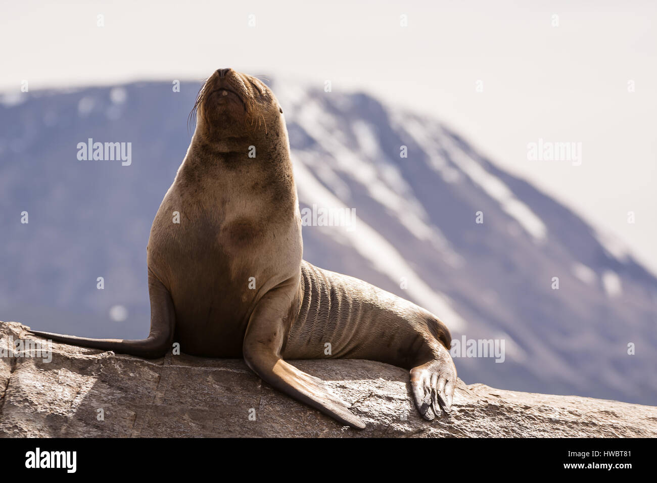 I leoni di mare su isla nel canale di Beagle vicino a Ushuaia (Argentina) Foto Stock