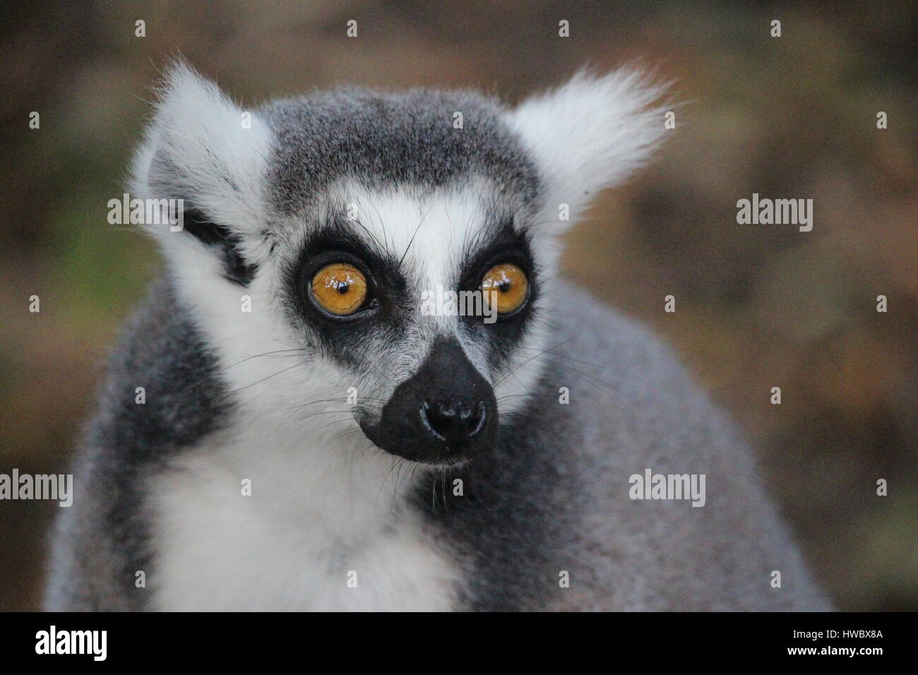 Dagli occhi brillanti e anello tailed: Lemur prese a West Midlands Safari Park Foto Stock