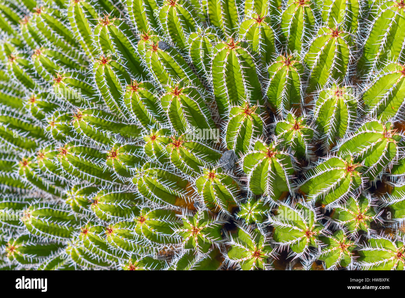 Bellissima pianta di cactus Foto Stock