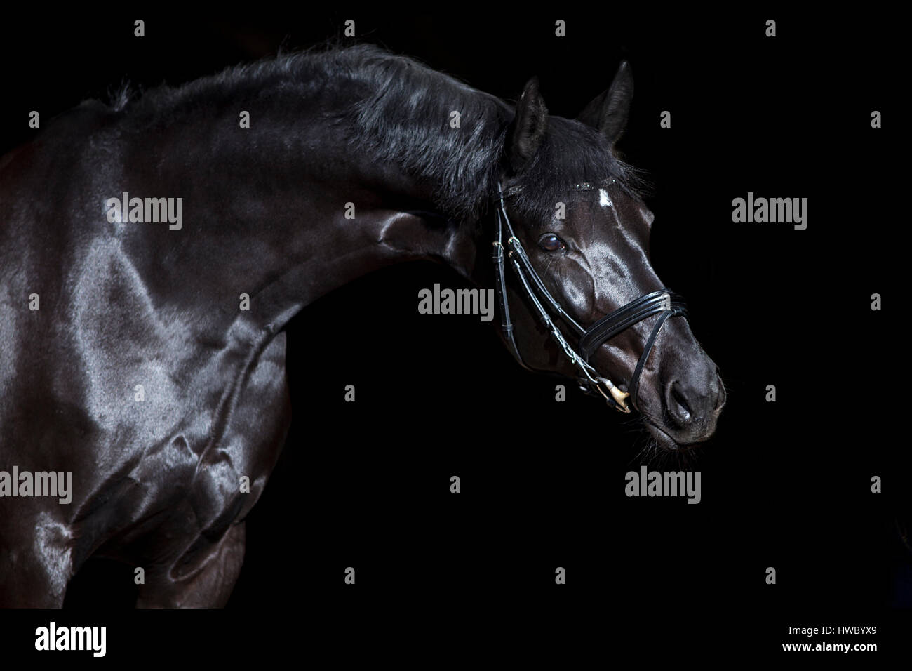 Cavallo nero su sfondo nero lucido bellissima warmblood stallone con briglia. Foto Stock