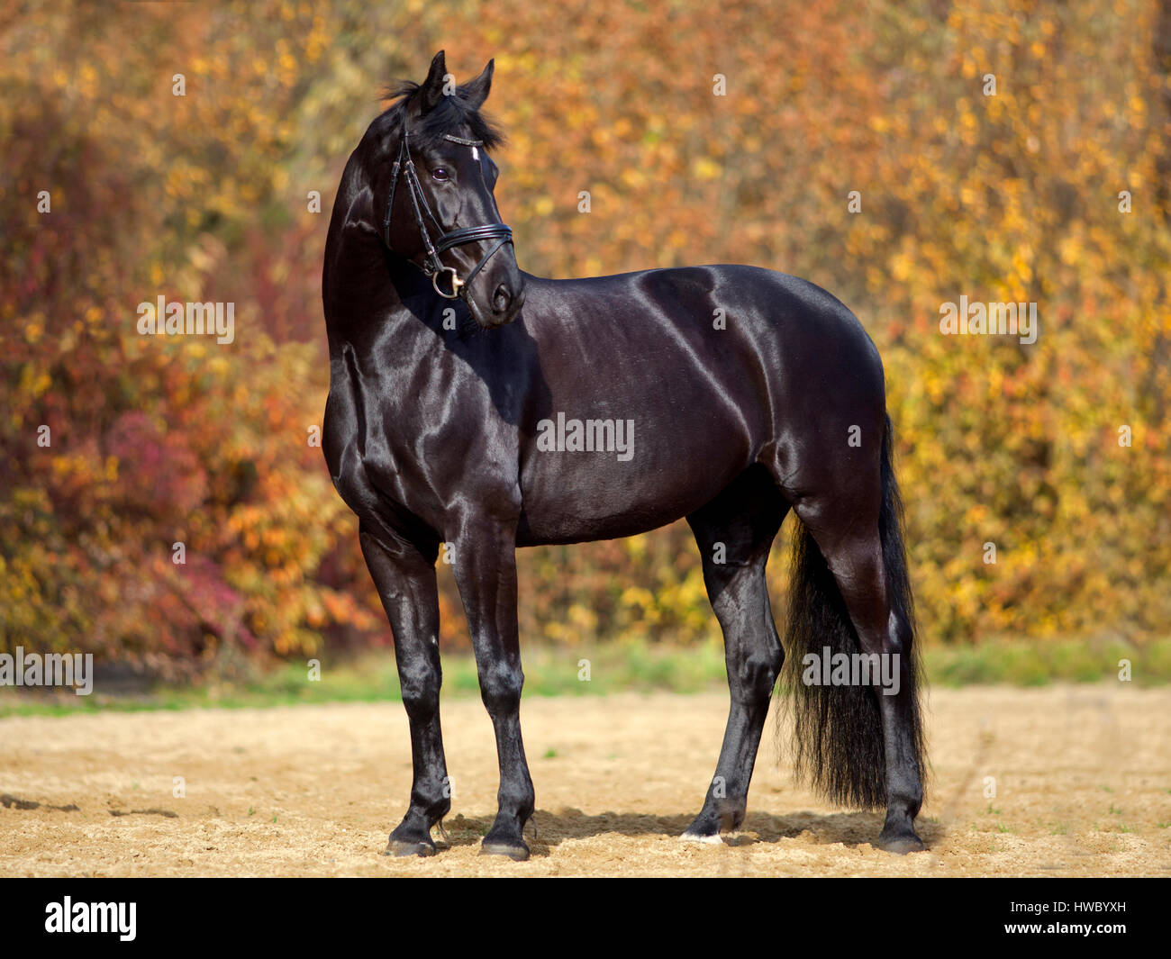 Cavallo nero ritratto esterno colorato con foglie di autunno in background Foto Stock