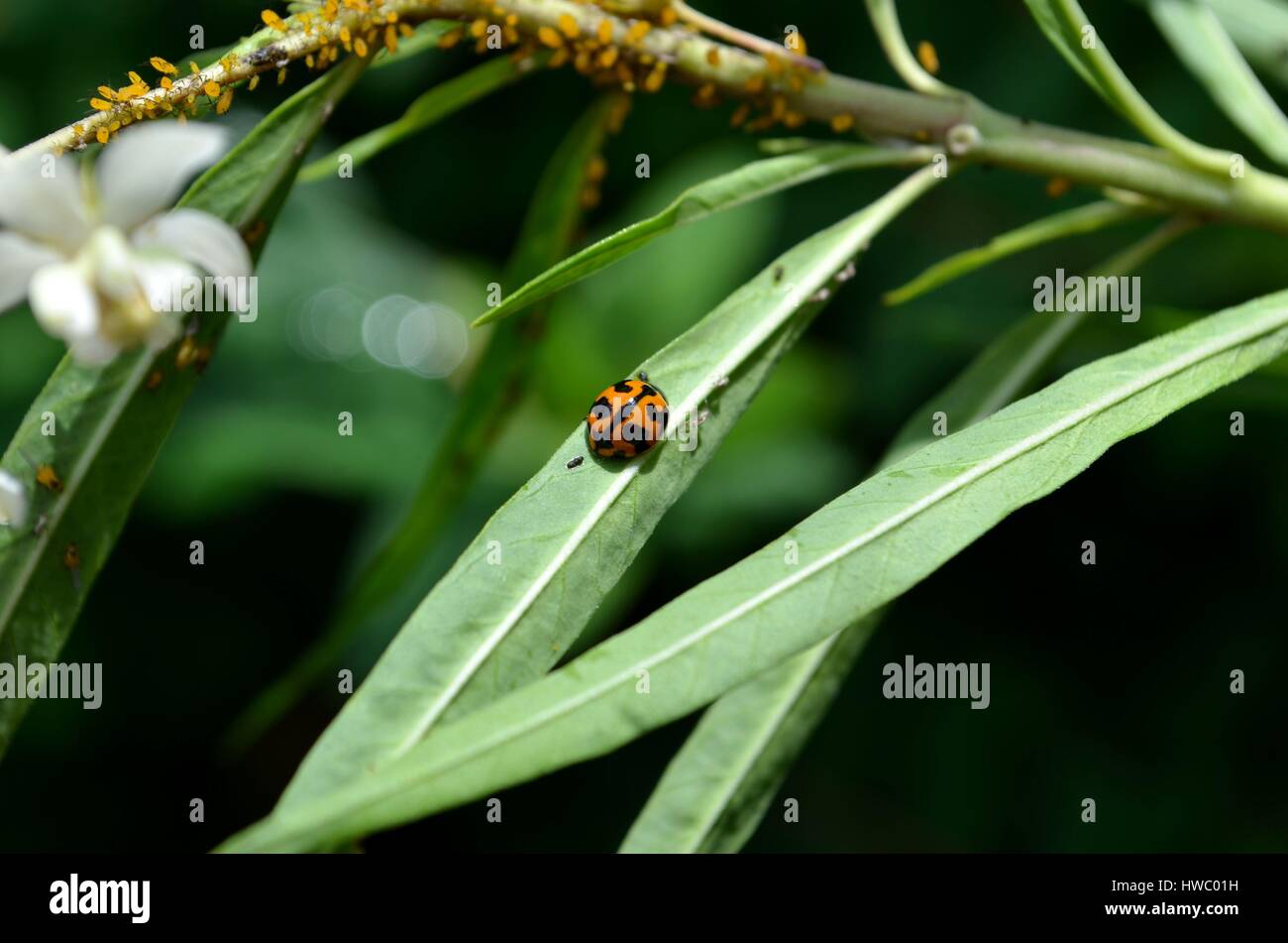 Lady bug su MIlkweed pianta con una grande offerta di afidi per mangiare Foto Stock