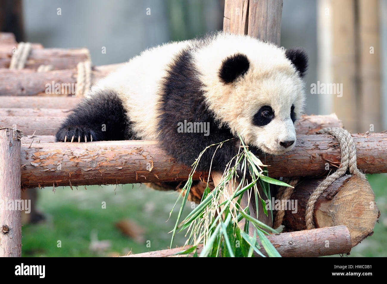 Baby Panda Foto Stock