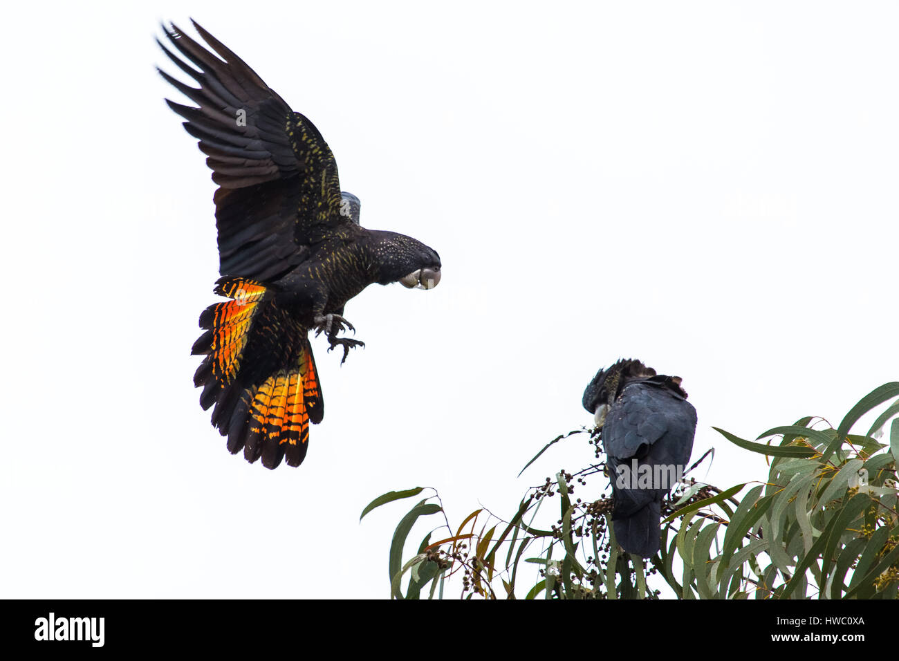 Red-tailed Black-cacatua Foto Stock