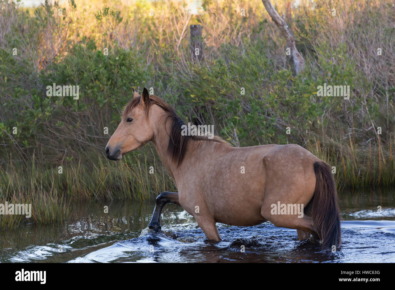 Assateague Pony (Equus caballus) attraversando un corpo di acqua in Chincoteague National Wildlife Refuge, VA,STATI UNITI D'AMERICA Foto Stock