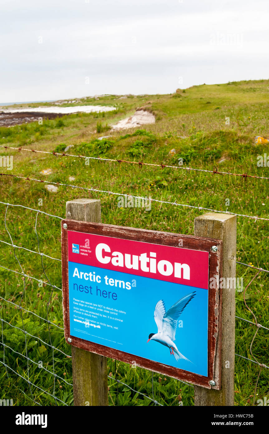 Attenzione le sterne artiche nidificare qui segno sulla North Uist nelle Ebridi Esterne. Foto Stock