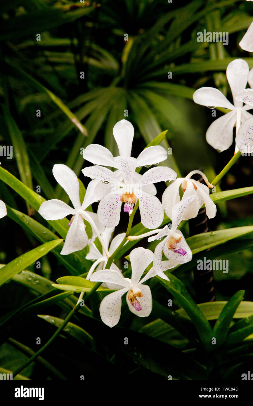 Orchidea tropicale fiore bianco ibrido, Singapore Botanic Gardens Foto Stock