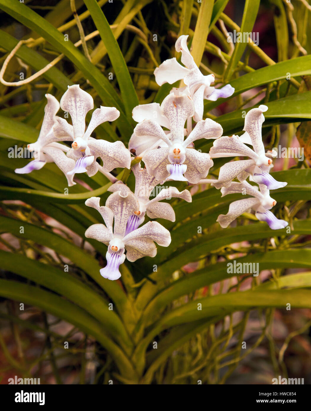 Orchidea tropicale fiore bianco ibrido, Singapore Botanic Gardens Foto Stock