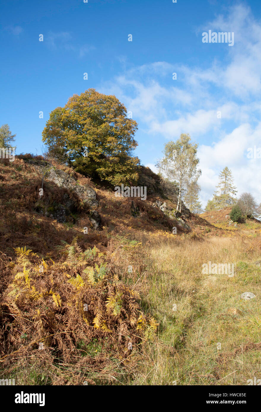 Quercia e nastro di betulle crescente nei pressi di Tarn Hows su una luminosa giornata autunnale che giace tra Coniston e Ambleside Lake District Cumbria Inghilterra England Foto Stock