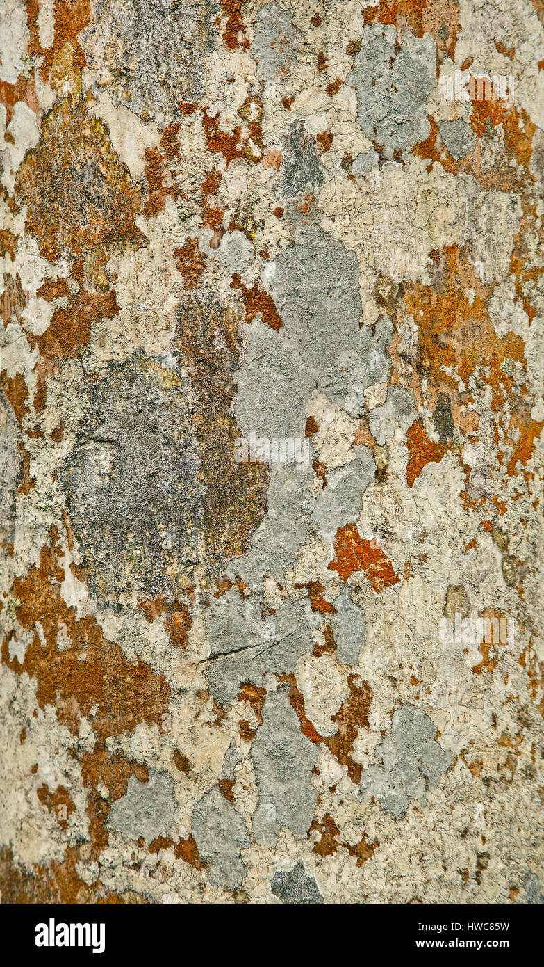 Tropical licheni crescono su corteccia di albero, Malaysia Foto Stock