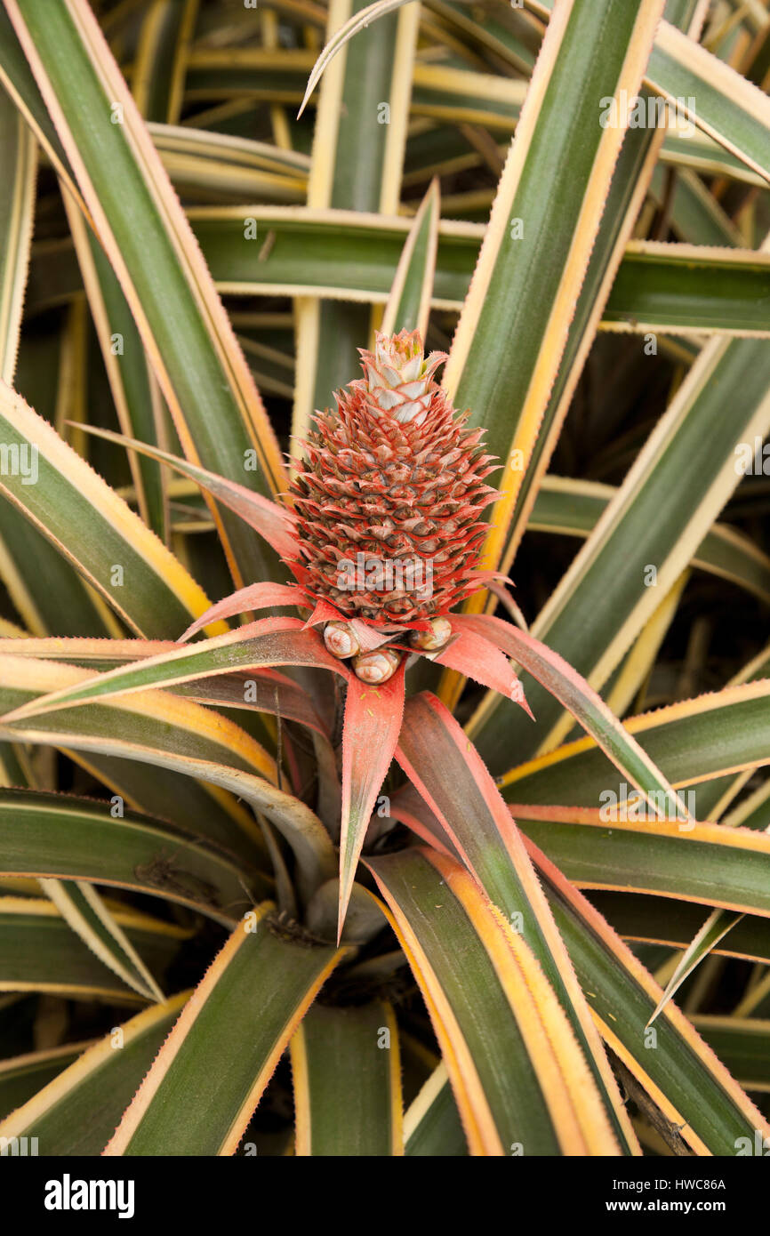 Ananas, Ananas comosus Foto Stock