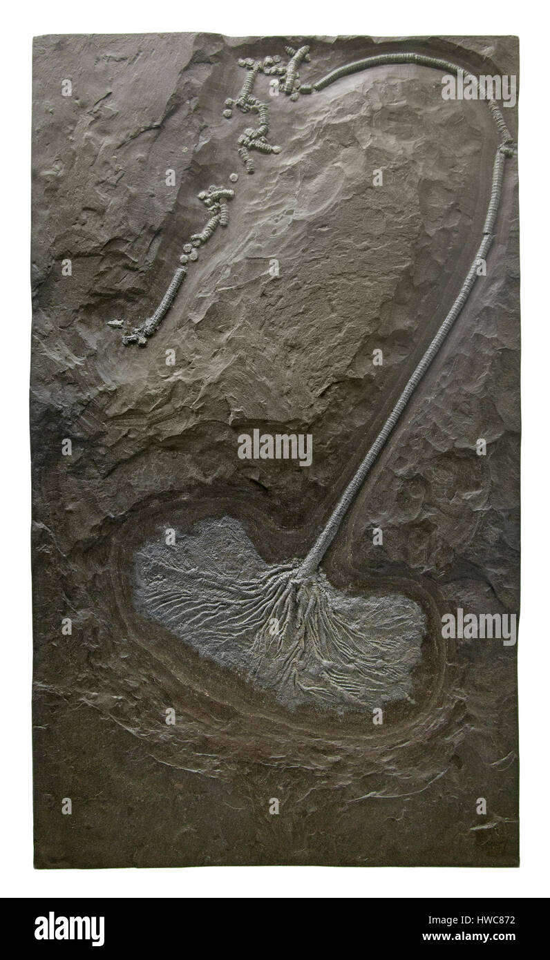 Sgambate crinoide fossile su lastra. Foto Stock