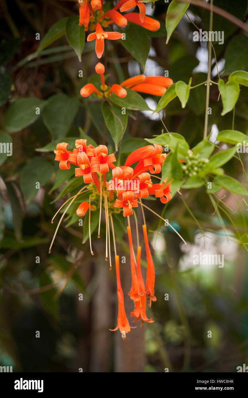Pyrostegia venusta, anche comunemente noto come flamevine o trumpetvine arancione, è una specie di piante del genere Pyrostegia della famiglia Bignoniaceae. Foto Stock