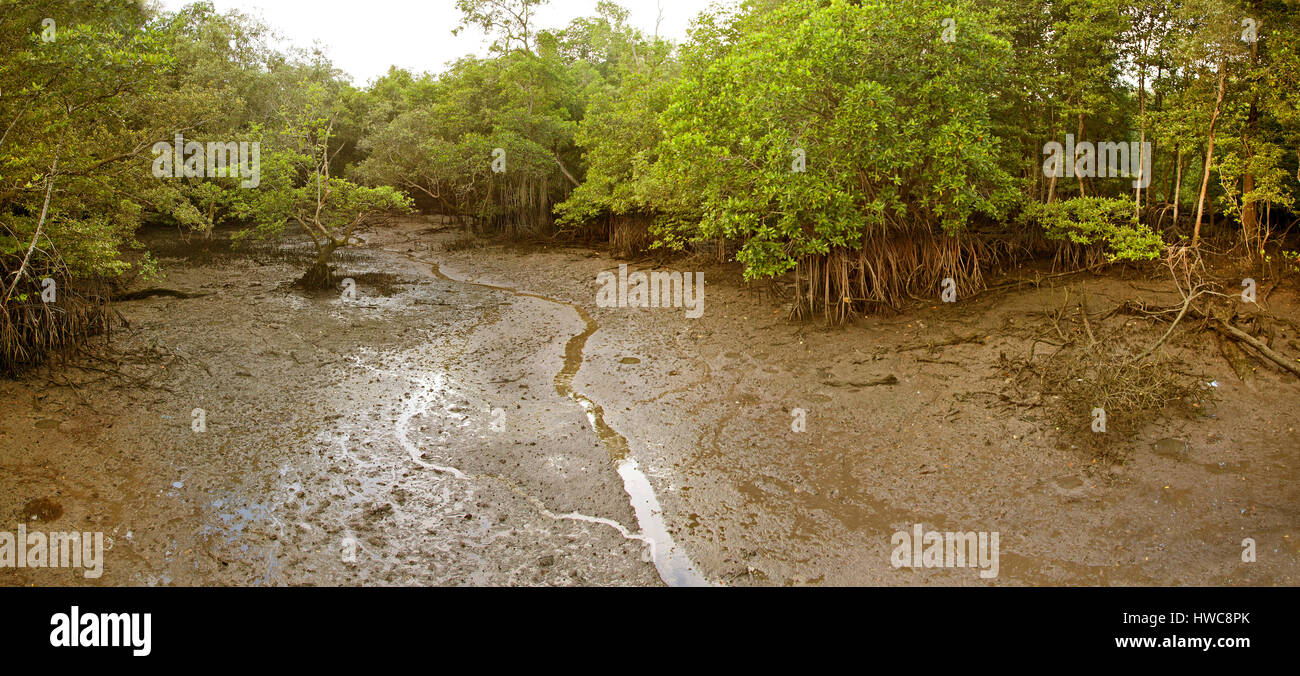 Palude di mangrovie, Sungai Buloh riserva, costa Nord di Singapore Foto Stock