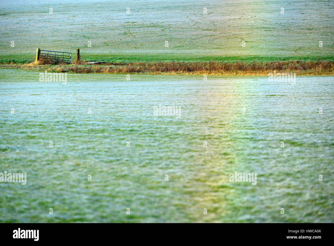 Rainbow creati dalla luce rifratta dalla rugiada su milioni di minuscoli ragnatele, East Sussex. Foto Stock