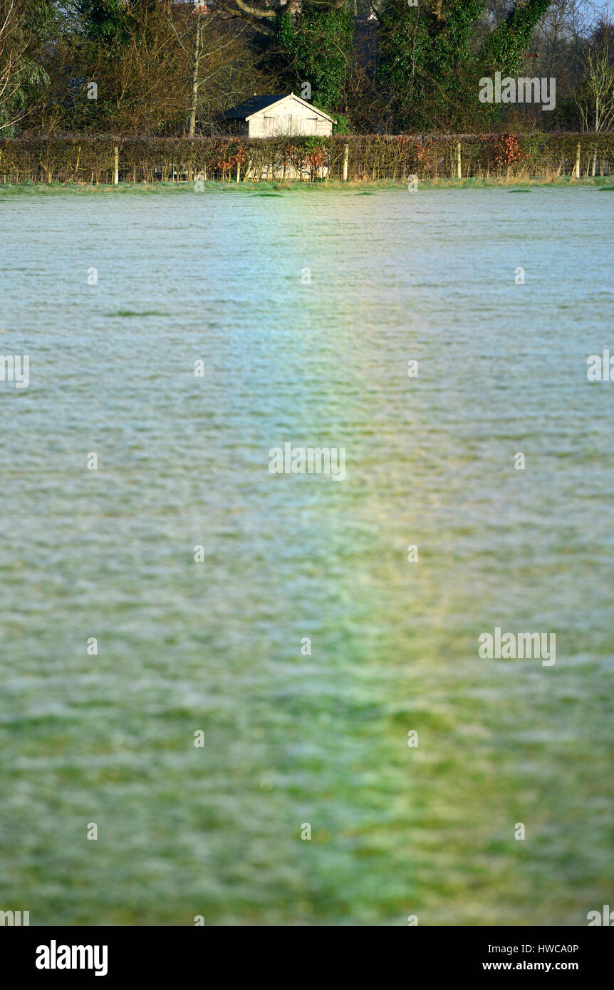Rainbow creati dalla luce rifratta dalla rugiada su milioni di minuscoli ragnatele, East Sussex. Foto Stock