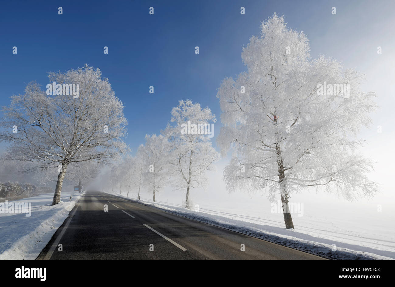 Paese strada in inverno, avenue, alberi con la brina, Kochel, Alta Baviera, Baviera, Germania Foto Stock
