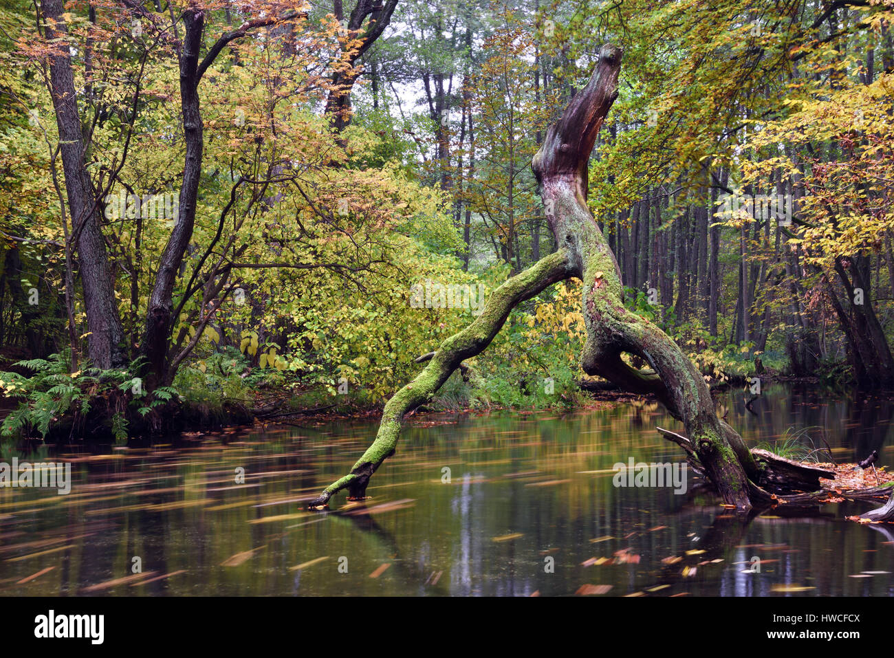 Fiume in autunno, riserva naturale Nebeltal, Cracovia, Brandeburgo, Germania Foto Stock