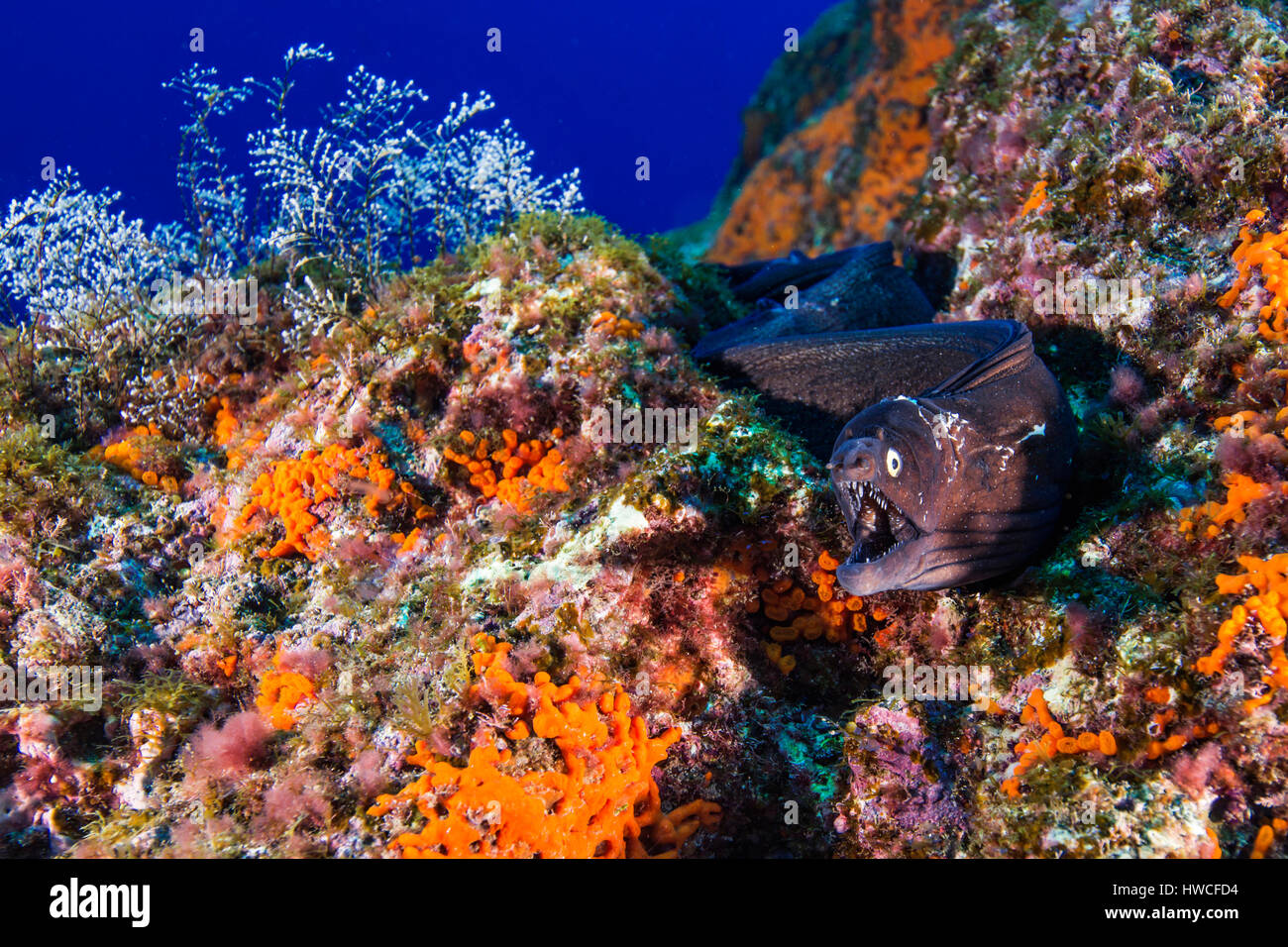 Murena mediterranea (Muraena helena) nella barriera corallina, Atlantico, Azzorre, Portogallo Foto Stock