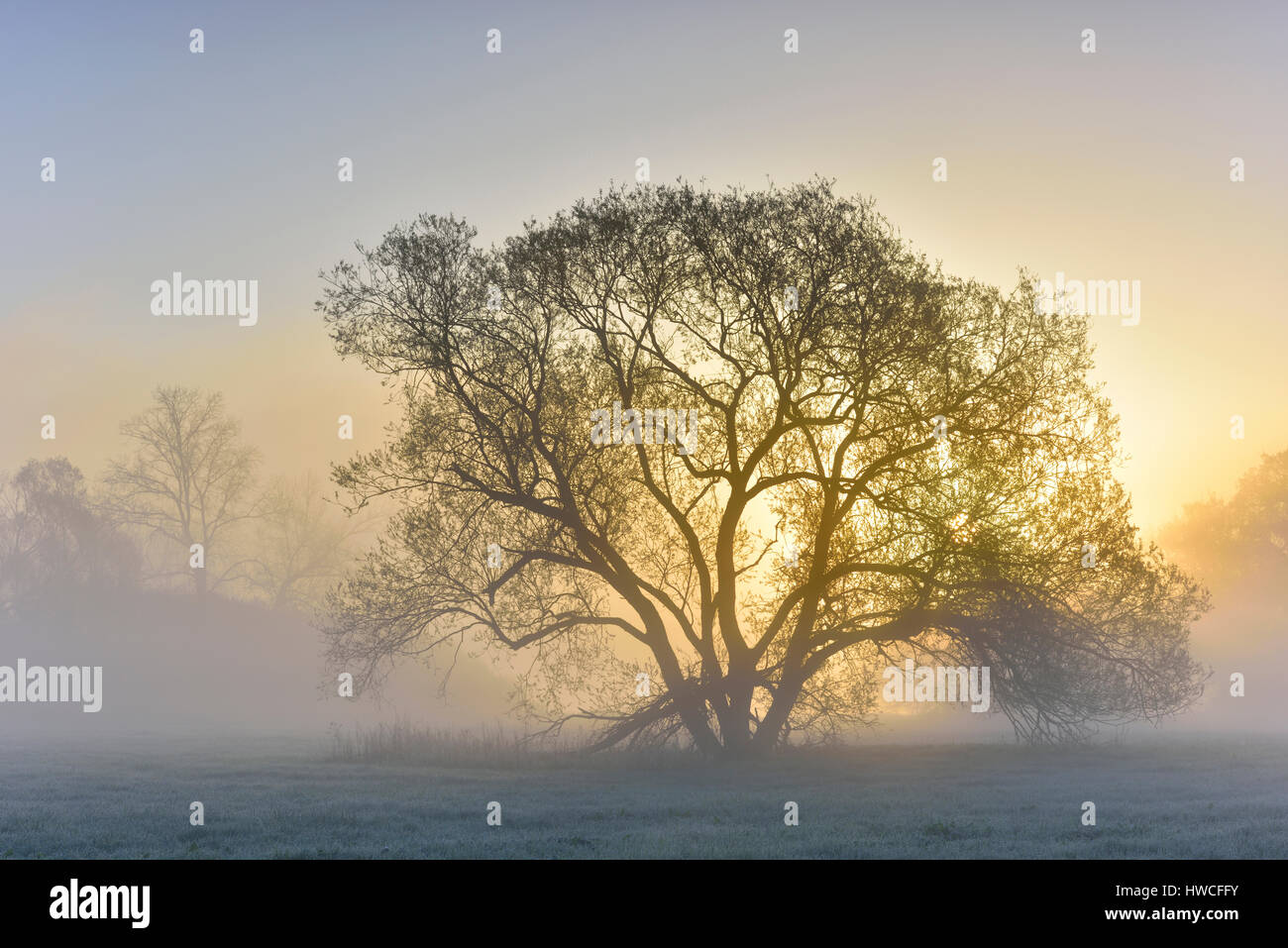 Sole che splende dietro tree, prato paesaggio, sunrise, Riserva della Biosfera dell'Elba centrale, Sassonia-Anhalt, Germania Foto Stock